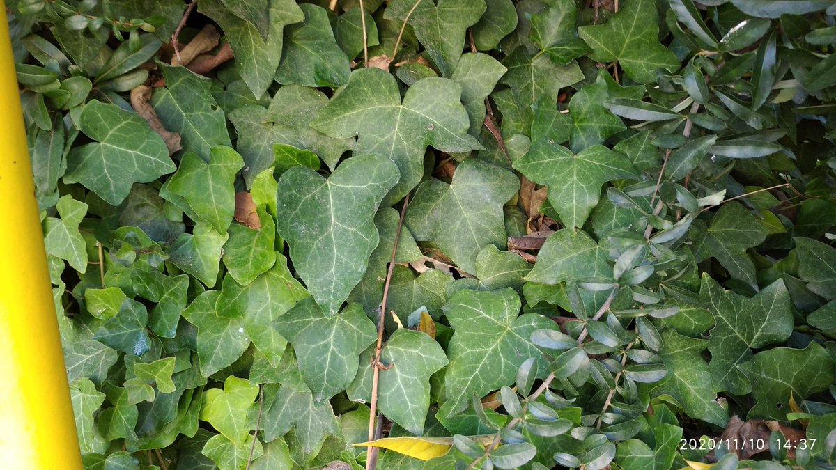 LaChio04's tweet photo. @LaAguadera #PrimeroBachArt #CuavPrimeroBach
#Cuav1Bach2021
#CuavEjercicio010
Haz 4 fotos que representen la #TexturaNatural Pertenecen a elementos de la naturaleza. Súbelas en un hilo contestando a este tweet. https://t.co/Fx4VZNrhV1