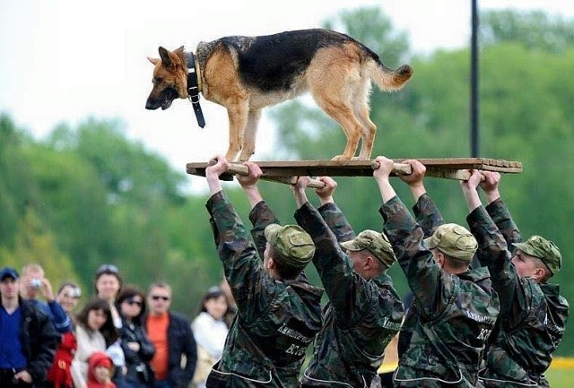 Richardciffer's tweet photo. Ces soldats dont on ne parle pas https://t.co/aoyXqf38o0