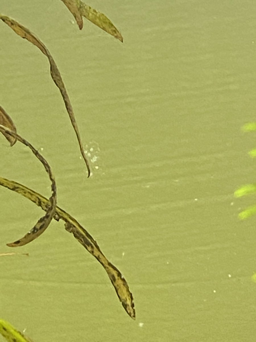 RealPastyLegs's tweet photo. Firstly I got super excited because I saw this little egg pouch on one of the plants in my 20gal tank,

I placed them in an old Alfredo sauce jar because I thought they were neon tetras eggs...

Turns out they were bladder snail eggs. They look almost identical. They are pests! https://t.co/JZI1X5k7lg