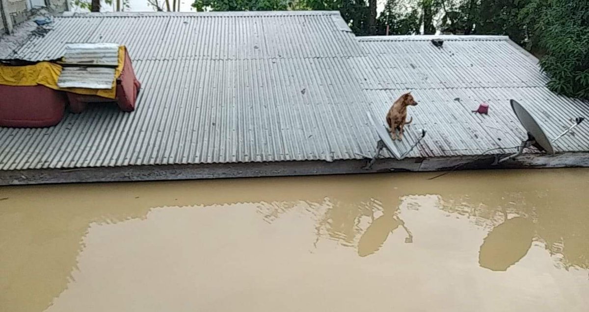persevereranz's tweet photo. #CagayanNeedsHelp
#CagayanValley
#CagayanValleyRegion
#rescuephtuguegarao
#UlyssesPH
#RESCUEPHTUGUEGARAO https://t.co/gjBfMTigen