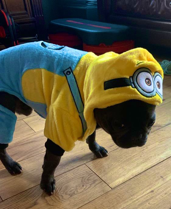 maternitylawyer's tweet photo. Day 9: the Hoomans work (@Switalskis) does a little #frocksonfriday & she put me in this ridiculous outfit. I look cute though - no need to comment. I know it. #TipsfromMrJ https://t.co/tAR2GkSrJ4