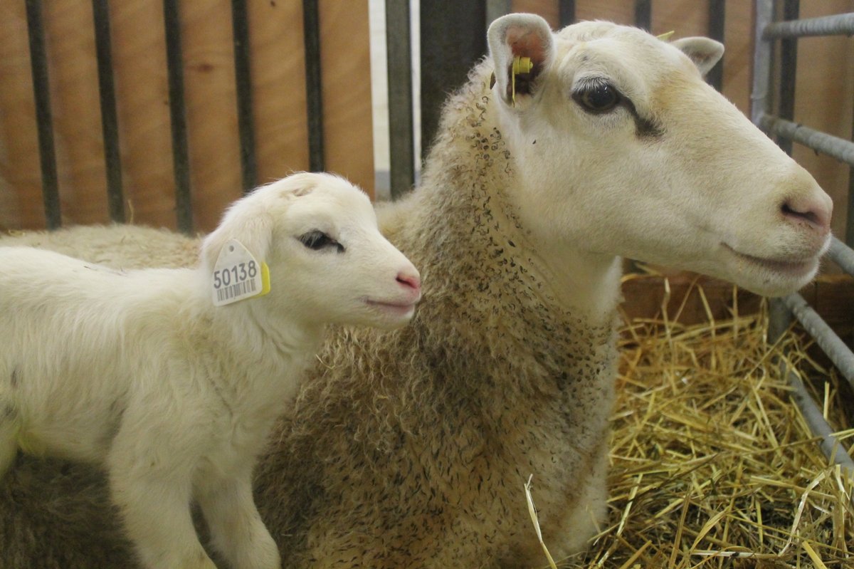 3R_congres's tweet image. 📢Les #3R2020 c&apos;est les 2-3 décembre en version numérique ! le jeudi 3/12 c&apos;est #alimentation #EfficienceRésilienceAlimentaire #qualitéproduits #Bienêtre #CompétitivitéFilières #génétique Choisissez votre programme▶️journees3r.fr/spip.php?artic… Inscrivez-vous ▶️3r2020.gipco-adns.com