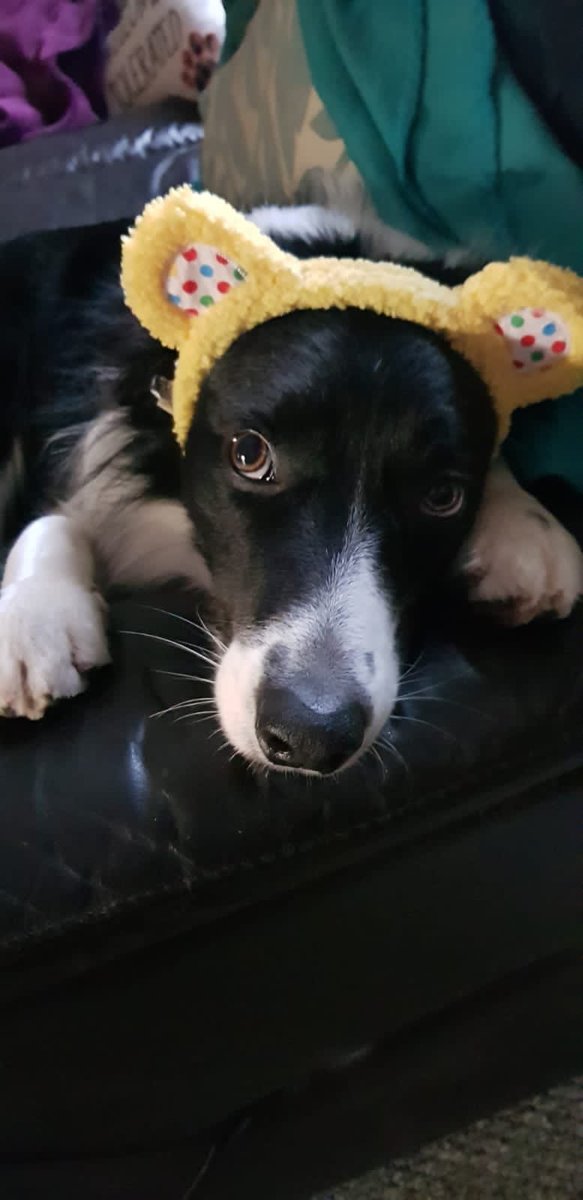 CollieChase tweet picture