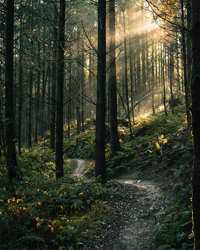 ForestryEngland's tweet photo. Missing the forest?🌲 For those of you who aren't able to visit, we will continue to work behind the scenes to bring you stories from the nation's forests as we care for the land and trees. Image credit: Ryan Kerr #TeaTimeTreeTime https://t.co/2fXeeH2G0n
