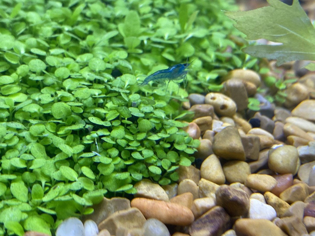 RealPastyLegs's tweet photo. These are some of his other tank mates that will be mentioned today in a different update. “Blue velvet neocardina davidi”

#shrimp https://t.co/DynPnF2kQV
