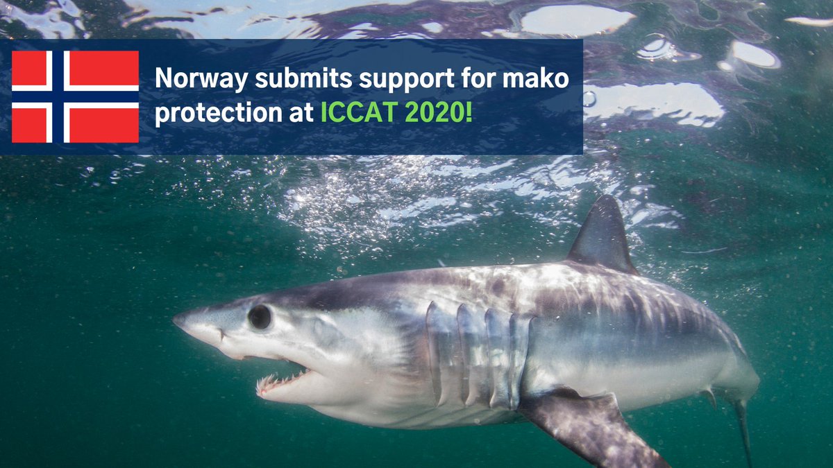 Great news for #makos: 🇳🇴 has submitted their support for Canada's proposal to protect mako sharks at #ICCAT2020, saying that the 🇪🇺 &amp; 🇺🇸 proposals are contrary to science advice.

Congrats &amp; gratitude to Norway for this strong show of support! #MakeTime4Makos #MakeOrBreak4Makos