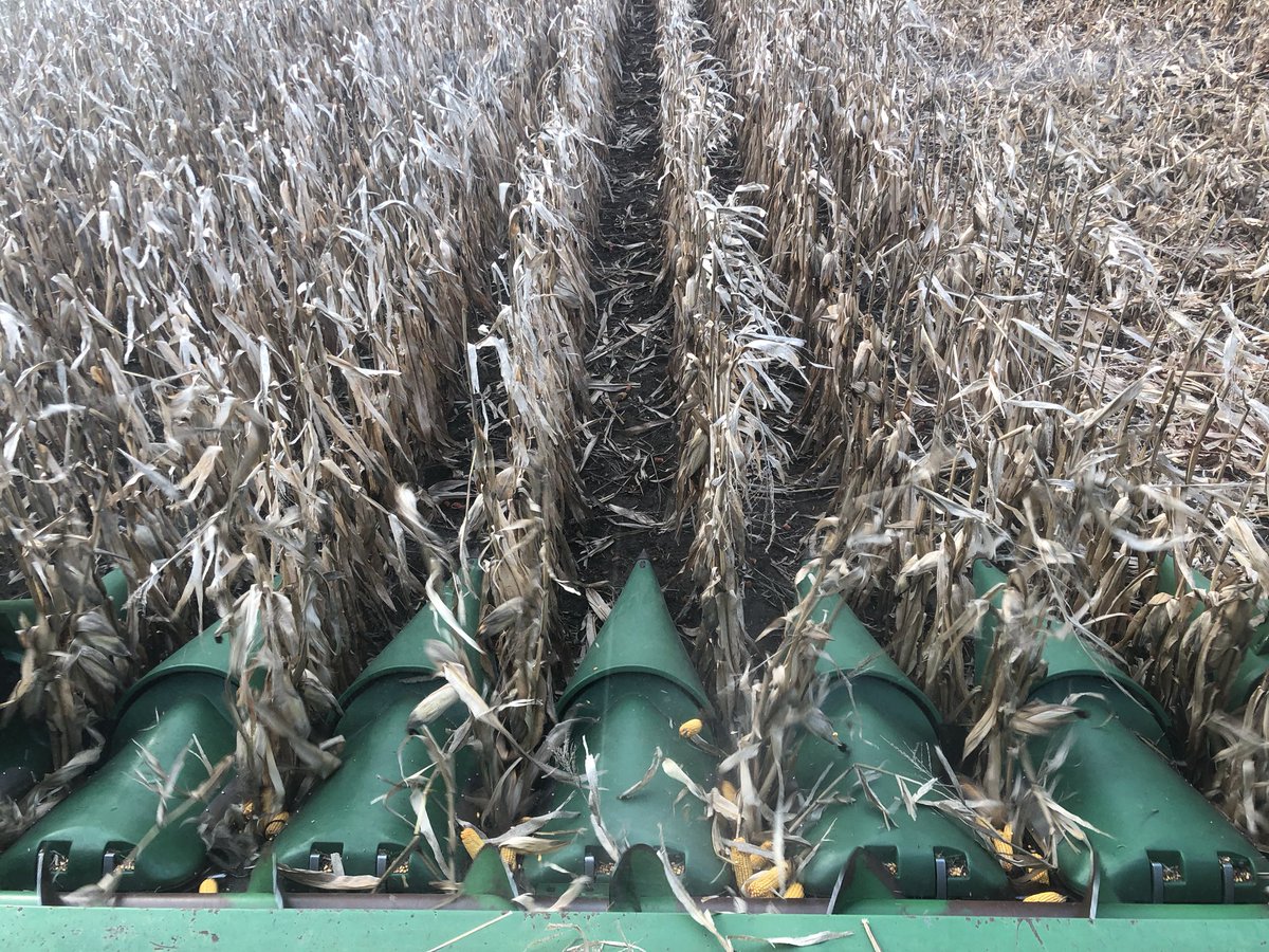 thepeachessss's tweet photo. #Maizex corn plot day today https://t.co/PqZ41qsjxv