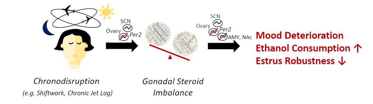 mey_christiane's tweet photo. Are #women more susceptible to the adverse effect of #shiftwork? What is the role of gonadal steroids like #estradiol and #progesterone? Questions I want to answer in my Ph.D.! #Amir1lab #IndividualizedStudies! #concordiaU #CSBN #SciComm @SCICOMMDYLAN https://t.co/Hi39Rpu3TW