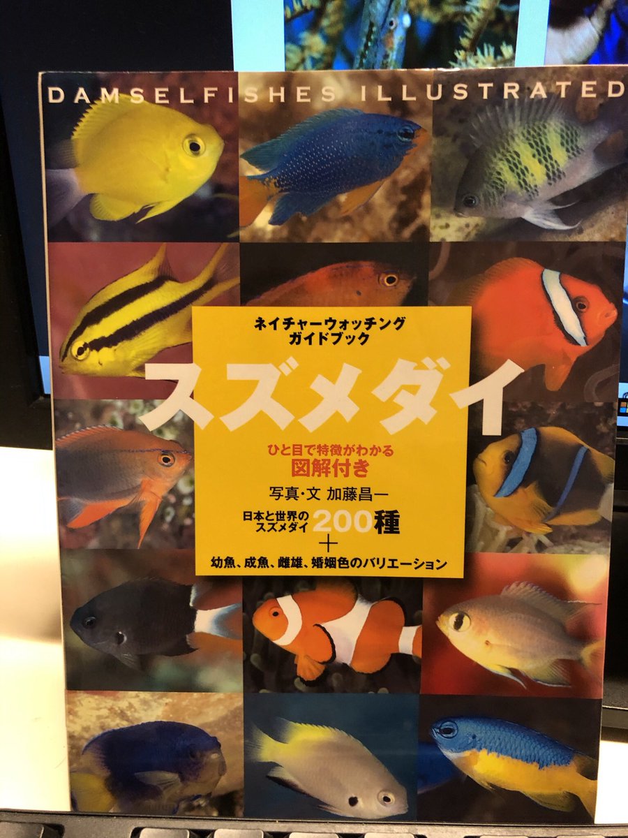スズメダイ図鑑 Hashtag V Twitter