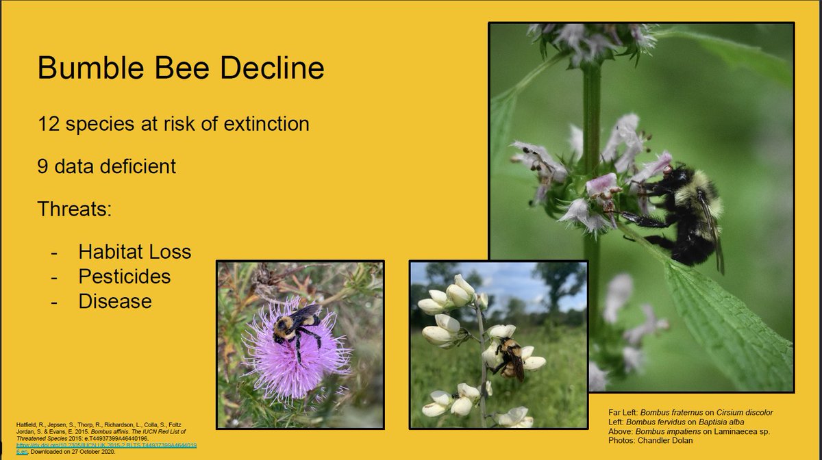 In general, bumble bees have experienced large declines throughout their range. Of the 46 species in North America, 12 of them are at risk of extinction ( @IUCNRedList ). Bumble bees face threats like habitat loss, pesticide drift, and introduced diseases from commercial bees. 