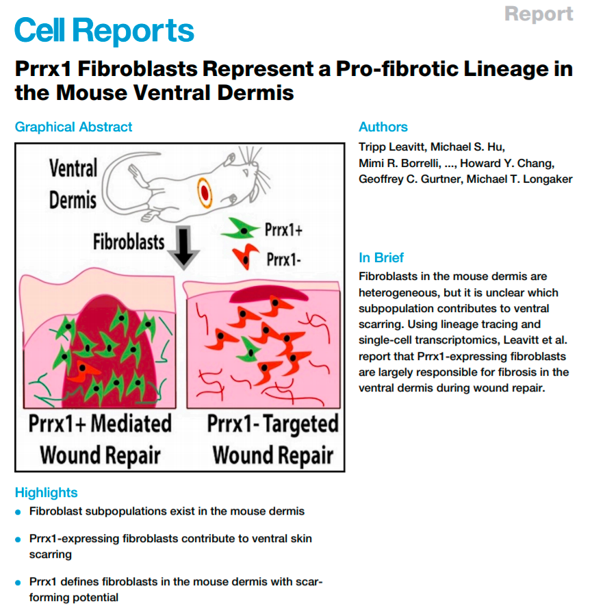 LongakerLab's tweet photo. New publication in @CellReports: "Prrx1 Fibroblasts Represent a Pro-fibrotic Lineage in the Mouse Ventral Dermis."

Congratulations to Drs. @TrippLeavitt, Michael Hu, @mimiborrelli, and the rest of the team!

Read the article here: https://t.co/3xoAbt1RTH https://t.co/4x9RCHyrBm