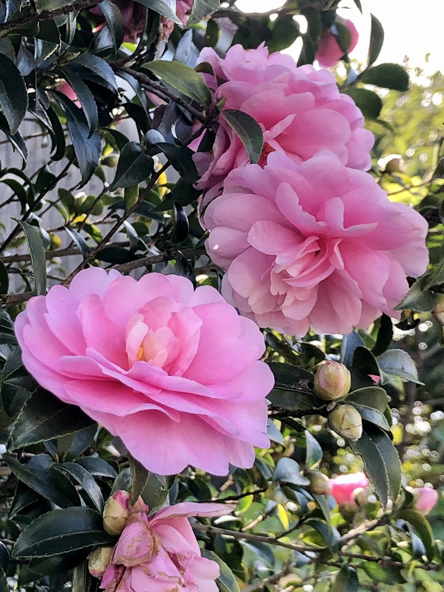 乙女山茶花 乙女山茶花