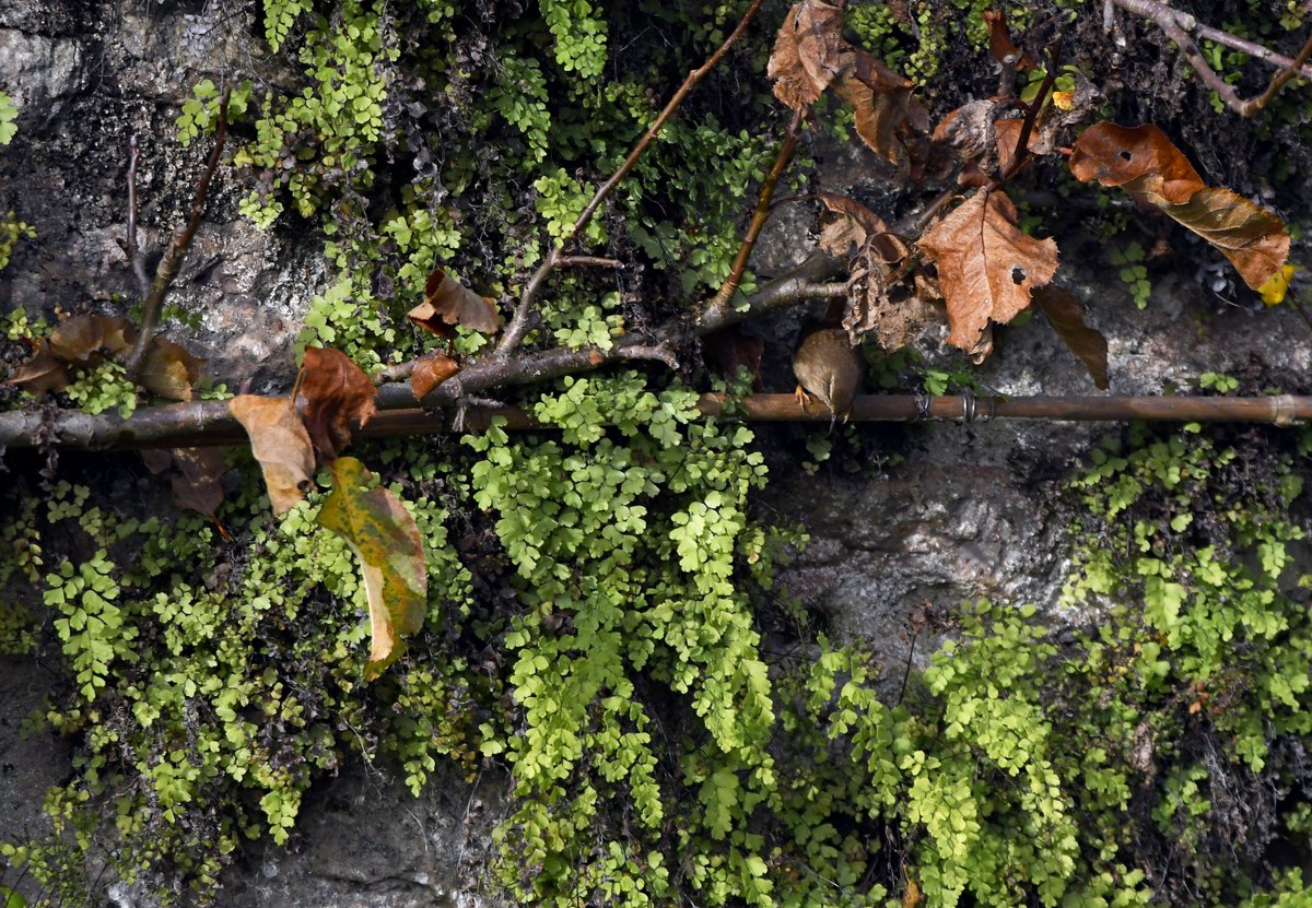 Carl Bovis tweet media