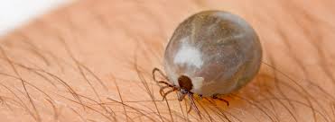 marco_oca's tweet photo. Este es un parasito. Un ser que vive a expensas de otro ser vivo . Causando la mayoria de las ocasiones un daño  .
Senador letelier ahh !! Por cierto el bicho de la foto es una garrapata que le saqué a mi perro https://t.co/16Un59jqXz