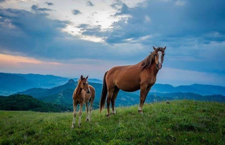JeyhunMusayev's tweet photo. #Karabakh #horse is one of symbols of #Azerbaijan, an ancient breed of mountain riding horses, bred in Karabakh. 
Recognized as one of the best breeds of the oriental type. In 19th cent. influenced horse breeding in the South of Russia (incl. Don horse) and #Poland, #France, #UK https://t.co/ZkTHdKXFxz