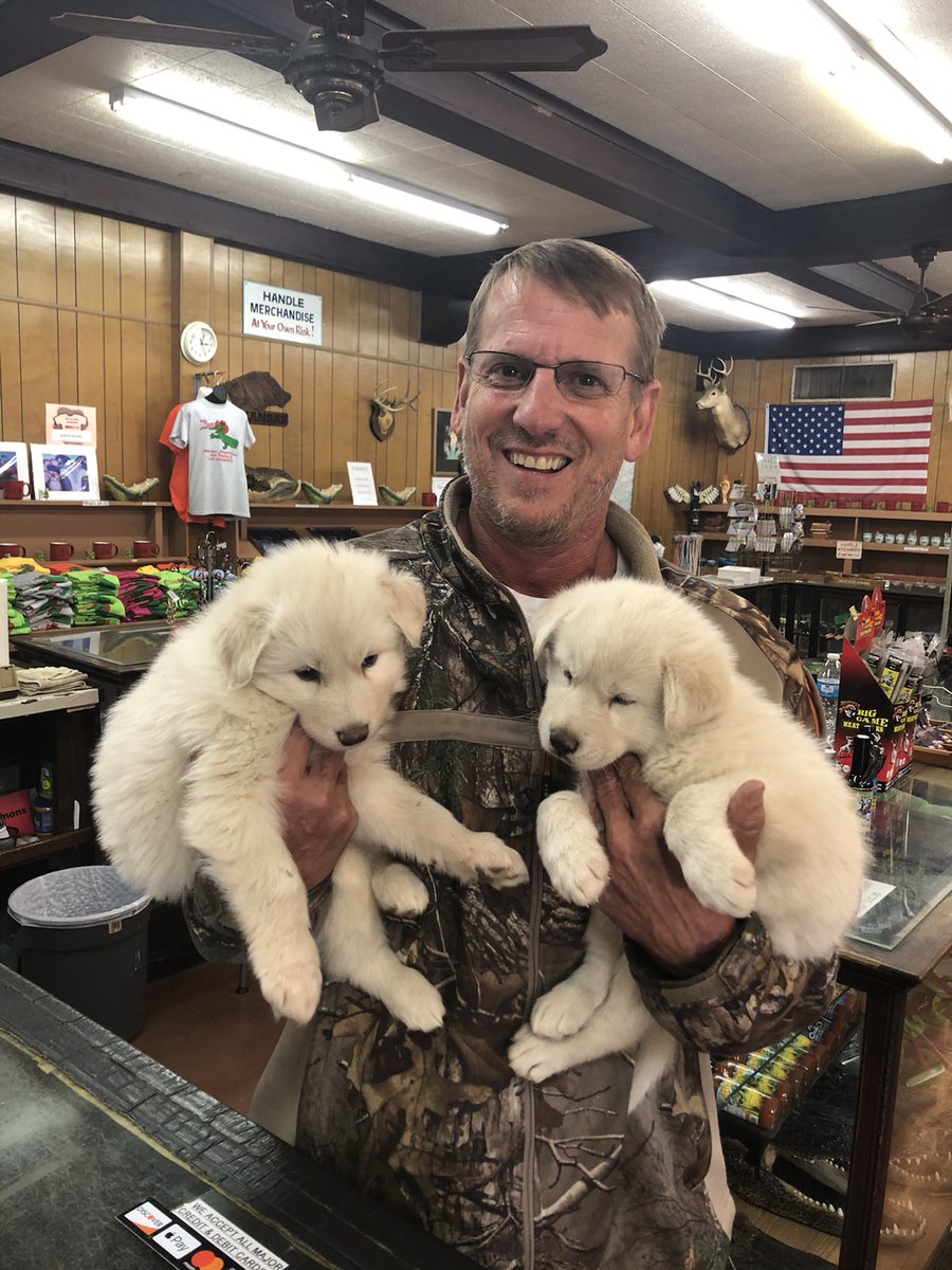 BridgesJerry's tweet photo. New additions to Alligator Farm. Be here next week. To b named later. 4 1/2 week old wolf pups. They are excited to meet u. Come see us. https://t.co/NTLf9NJo1Y