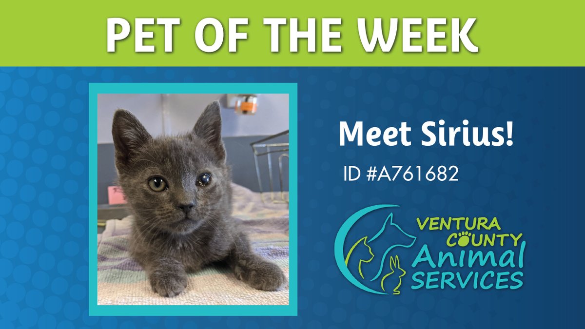 myvccu's tweet photo. Happy #WorldKindnessDay! โค๏ธ A great day to adopt a shelter pet!
Speaking of kindness, meet Sirius. A playful, curious and adorbz little man who is always ready for an adventure! Contact @VCAnimalService and ask for ID #A761682 #petoftheweek #adoptakitty https://t.co/qe5FscIitE