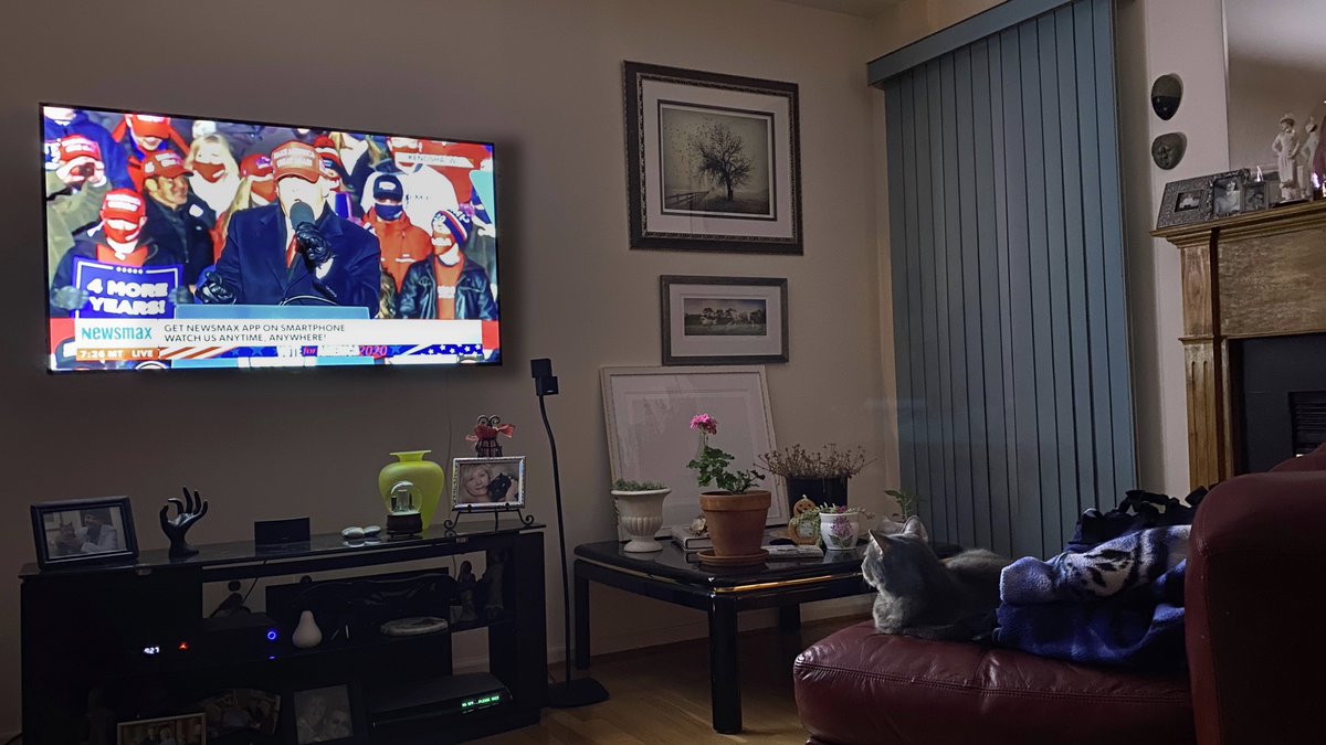 JimLaSala's tweet photo. @newsmax even my cat loves @newsmax watching and voting for @realDonaldTrump https://t.co/DZOibYsvYA