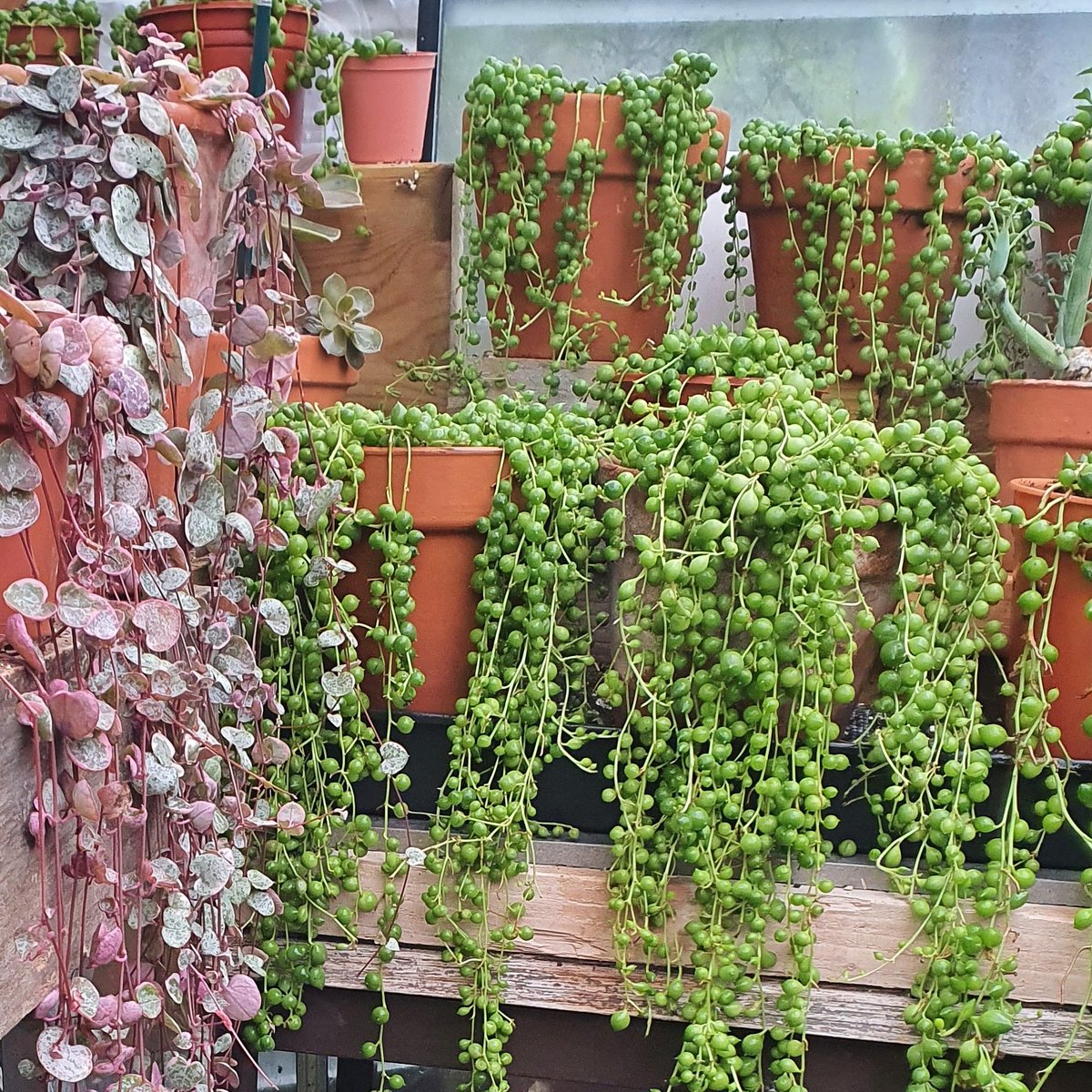 succuandstrings's tweet photo. Inside the warm and cosy glasshouse. Variegated #stringofhearts &amp; #stringofpearls.  We put the winter insulation up last weekend ready for the colder weather. #houseplants https://t.co/R0ZRYEhT8P