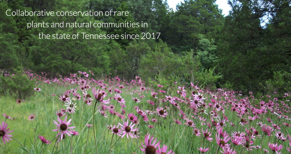 segrasslands's tweet photo. The Tennessee Plant Conservation Alliance: Collaborative conservation of rare plantsย and natural communities in the state of Tennessee since 2017. https://t.co/PpNp8MyLpr #TNPlantConservation #TPCA #nativesfirst #rareplants #plantconservation #SGI https://t.co/B3aiw6GiRG