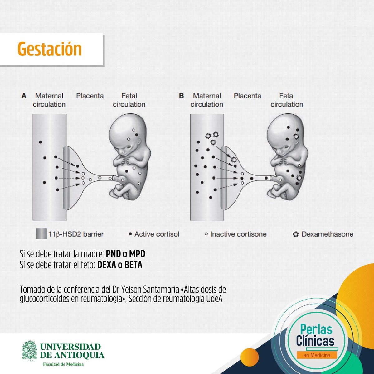 MedUdeACiencia (@medudeaciencia) on Twitter photo Aspectos básicos de #Glucocorticoides.
Tomado de la conferencia del Dr. Yeison Santamaría, "Altas dosis de glucocorticoides en #reumatología".
Sección de Reutomatología <a href="/Medicina_UdeA/">Facultad de Medicina | Universidad de Antioquia</a>
Parte 1/2. Hilo👇 Aspectos básicos de #Glucocorticoides.
Tomado de la conferencia del Dr. Yeison Santamaría, "Altas dosis de glucocorticoides en #reumatología".
Sección de Reutomatología <a href="/Medicina_UdeA/">Facultad de Medicina | Universidad de Antioquia</a>
Parte 1/2. Hilo👇
