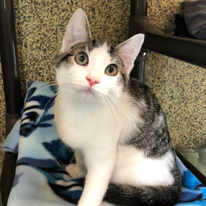 GreatPlainsSPCA's tweet photo. Whether a pet needs medical attention, a little extra TLC, a new toy or anything in between, we couldn't do it without your support! Please consider donating to support our mission, or better yet, become a #HelpingHero monthly donor. 🧡💙 https://t.co/7vH5xgDpUU https://t.co/2hIsam5zdc