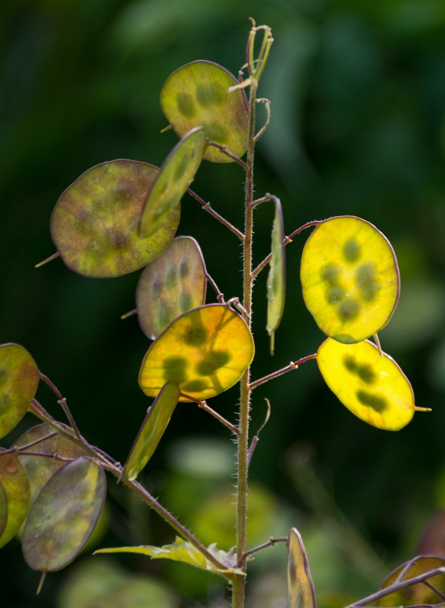 #FunFactsFriday 

Lunaria, or money plant, has purple flowers that turn into silver papery quarter shaped seedpods that can be used like play money or jewelry.

For more fun facts &amp; plant info, check our page every Friday. You can also visit us at plantIDcards.com.