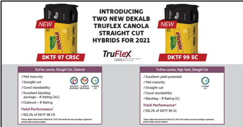 Straight cutting your canola? We have two NEW Canola hybrids - DKTF 97 CRSC &amp; DKTF 99 SC ideal for straight cutting with strong disease packages, good yield potential and easy harvesting. 🤩bit.ly/2G6fSzV