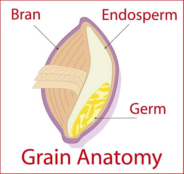 The wheat grain. Without getting into too much detail, these are the 3 most important parts when it comes to wheat grains. You'll understand why later when I break them down and what each one does. #LesFoodFacts