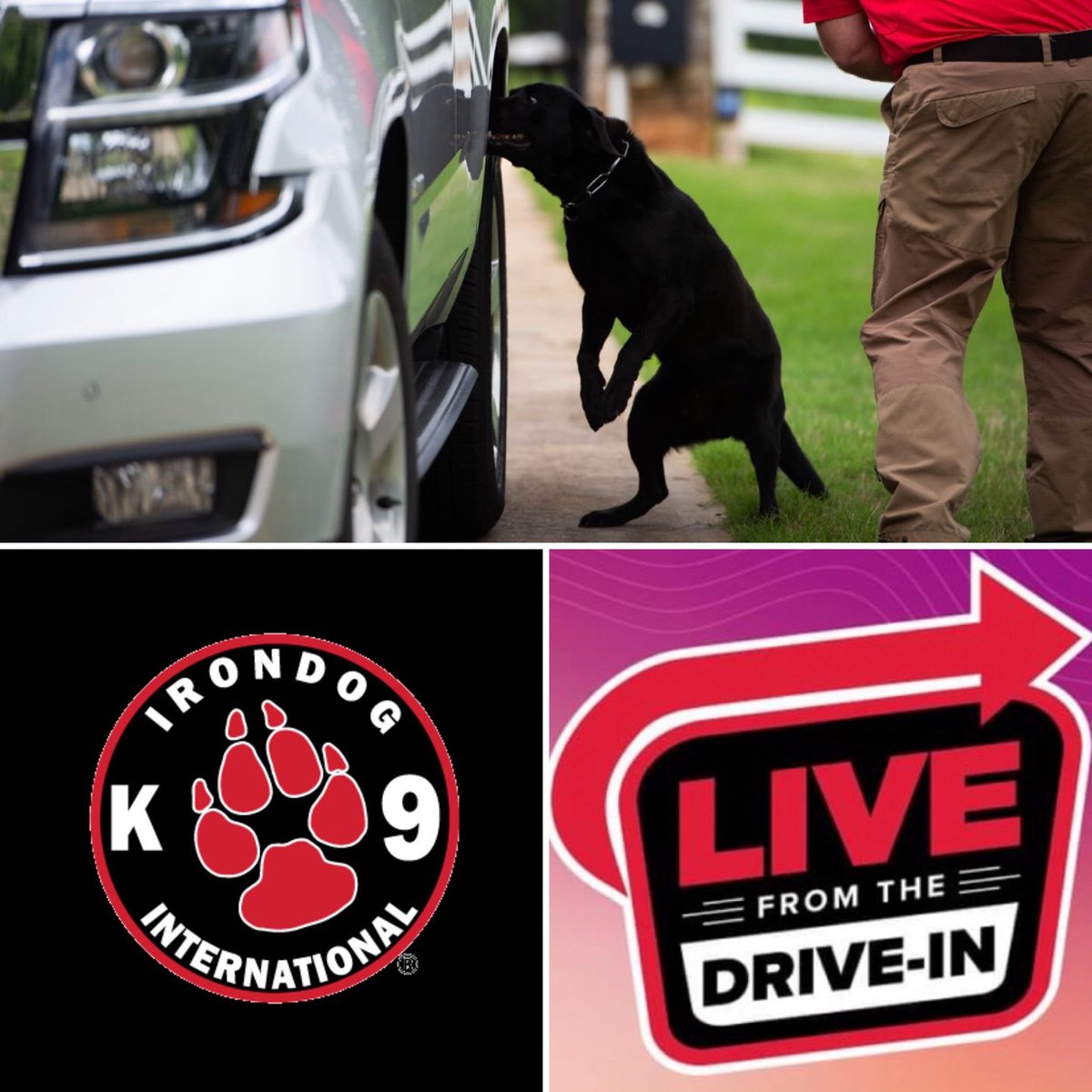 Scentimprint's tweet image. Proud on k9 Quint! 
K9 Quint holds the record in the Drive In Concert Series for the most positive finds. Quint&apos;s personal best in one day:168 people with 19 positive fire arm finds within 2 hours.
#explosivedetectiondog #bombdog #policek9 #dogtraining #sifd #scentimprintfordogs