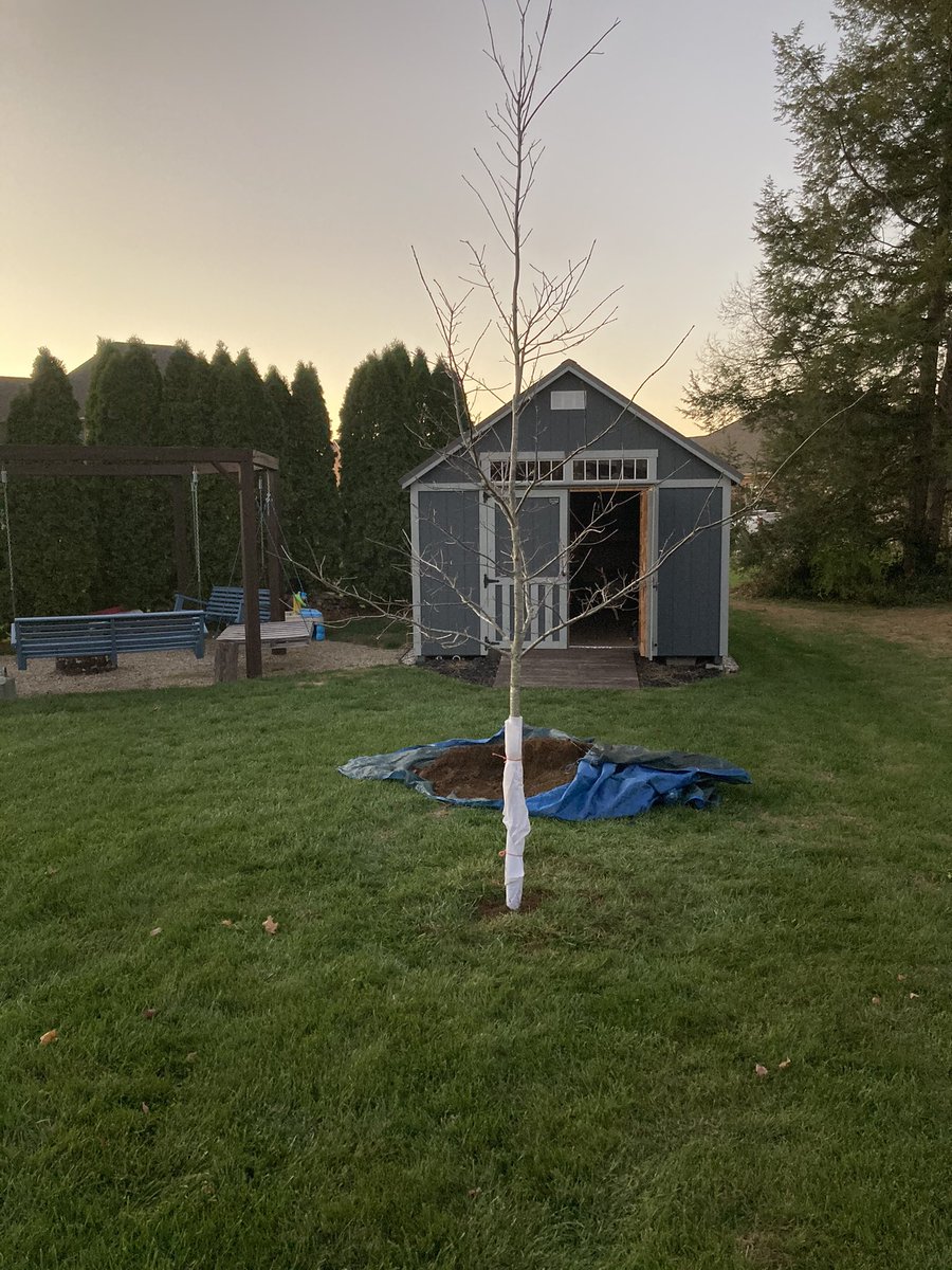 JdavisJeff's tweet photo. Planted a red oak for Ruthie my granddaughter, a white oak named Sloan for my other granddaughter. A forest will soon appear! https://t.co/VBrMeI70Yy