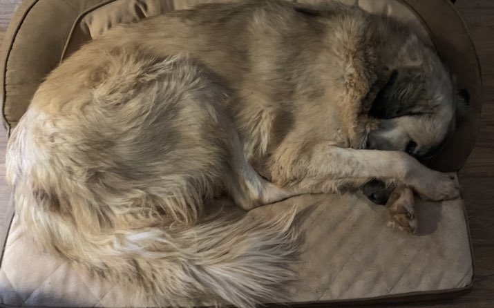 failedinsomniac's tweet photo. #FridayThe13th2020 Not getting out of bed. At least not until time to run. #notsuperstitiousbutwhytakechances #actuallyREALLYsuperstitious #dogs #amrunning #WaveAtARunner2020 #ten5Ksintendays #Less2C https://t.co/OcNe1DdyAx