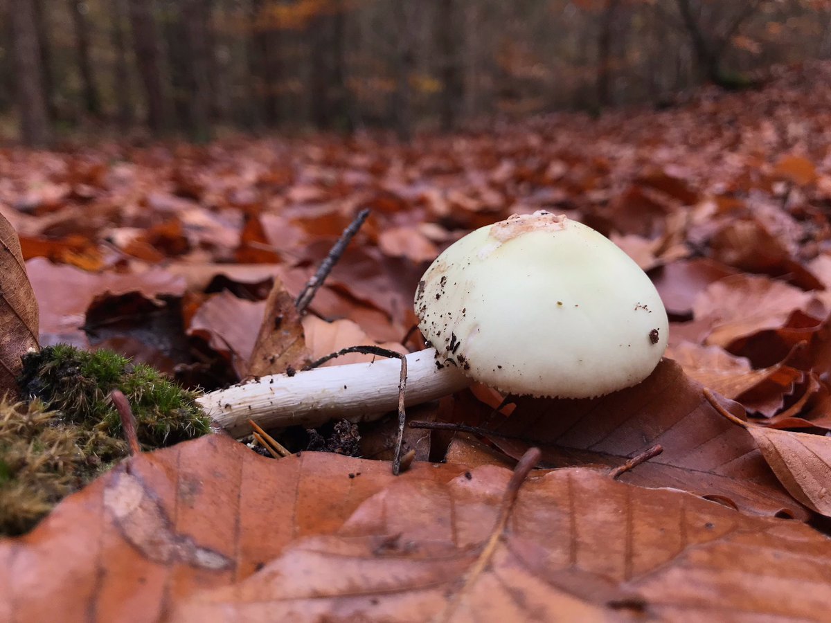 bergwaldprojekt's tweet photo. Haltung bewahren! Auch wenn die Wirtsbuche umkippt oder die Knolle ihren Halt verliert. Was dem #Zunderschwamm seine Konsole ist dem #Knollenblätterpilz sein Hut. Beide richten sich wieder waagrecht aus, wenn sie aus dem Lot sind.(#Geotropismus). https://t.co/94AS3Xm9uE