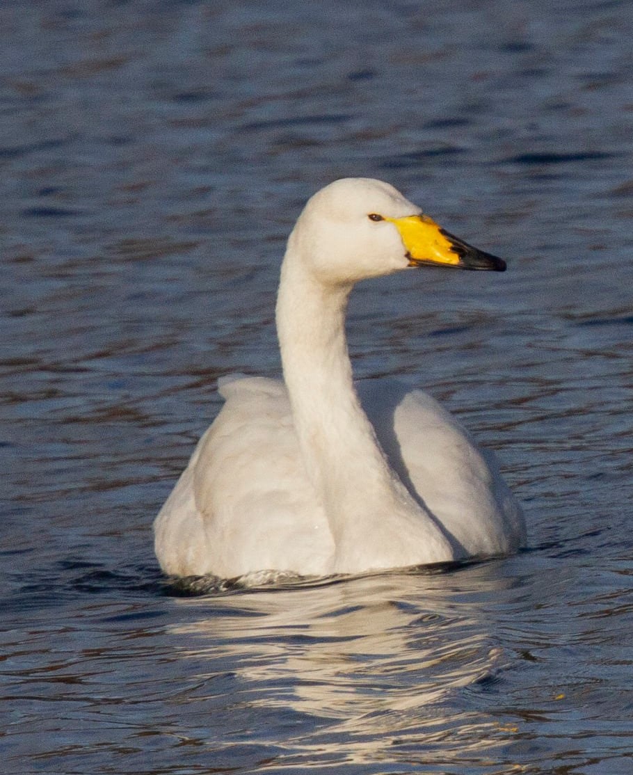 YorksNatureTourism (@visitynt) on Twitter photo You know it's November when more and more Whooper Swans are visiting <a href="/NorthCaveWet/">North Cave Wetlands</a>. These majestic birds are rare breeders in the UK but usually spend winters here after a long flight from Iceland <a href="/YorksWildlife/">Yorkshire Wildlife Trust - follow us on Bluesky 🦋</a> #nature #winter You know it's November when more and more Whooper Swans are visiting <a href="/NorthCaveWet/">North Cave Wetlands</a>. These majestic birds are rare breeders in the UK but usually spend winters here after a long flight from Iceland <a href="/YorksWildlife/">Yorkshire Wildlife Trust - follow us on Bluesky 🦋</a> #nature #winter