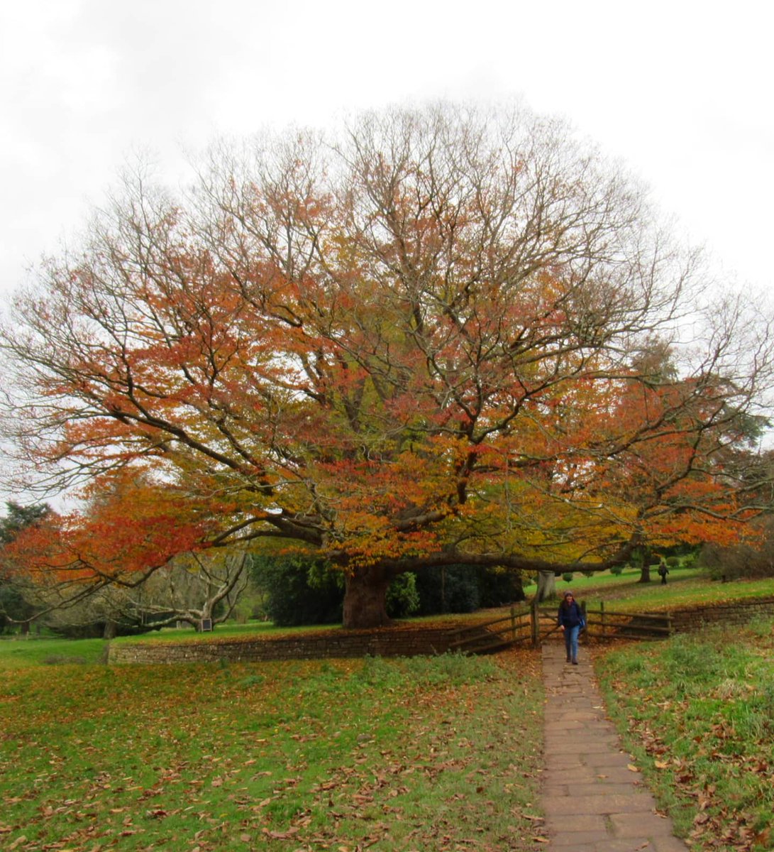 JoolsMainstone's tweet image. Lovely wander round Tyntesfield grounds on Wednesday. Still a few beautiful Autumn colours and the Pumpkin Display in the Orangery as beautiful as ever. Glad I took the sketchbook, although it was a little nippy ❄