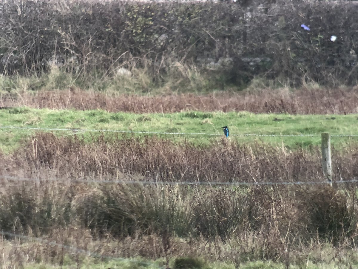 daveliverbirder's tweet photo. Late afternoon #patchbirdjng 2 Jack, 14 Common Snipe, Water Rail (Halebank) Kingfisher, 2 Cetti’s, 4 Stonechat, Merlin (CLP) Peregrine, Com Sand (PP) 4 GWE, 14 LE into roost, 3 Gypo, 2 Stonechat, Merlin and c180 Jackdaw #winteralready https://t.co/xX7rVgOW7Z