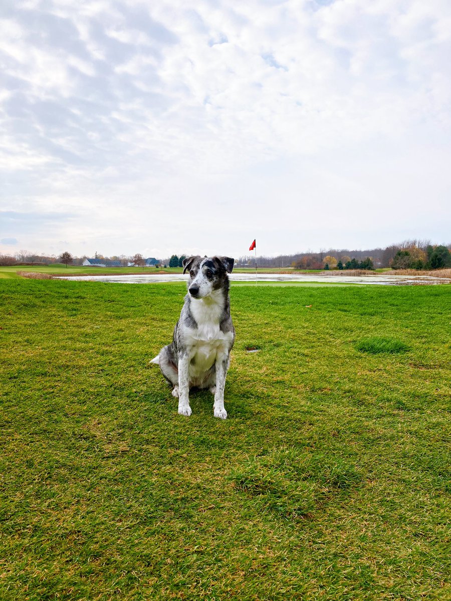 NiagaraFrontier's tweet photo. Grounds crew had a little extra help today @DogsOfTurf 

#golfdog #dogsofgolf https://t.co/pKCB9pJrlt