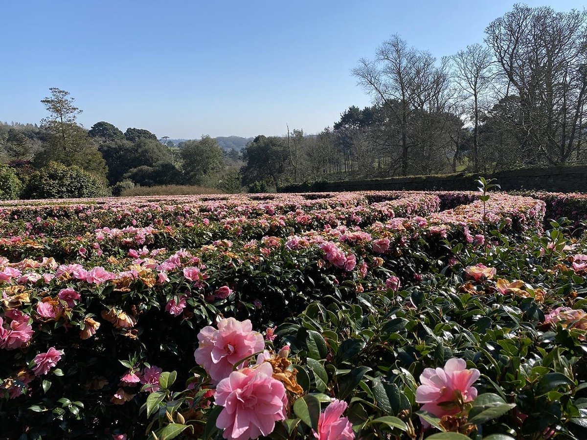 VerFacilLimited's tweet photo. Another day, another #TeviNet gateway, for @tevicornwall and @UniofExeter. Big thanks to @Tregothnan for hosting a #LoRaWAN gateway on their beautiful estate, home of Europe's largest #tea gardens. They share Tevi's #environment values. https://t.co/YmK6N4Y2nK
#IoT #EnglishTea https://t.co/i1JgnVjSe5