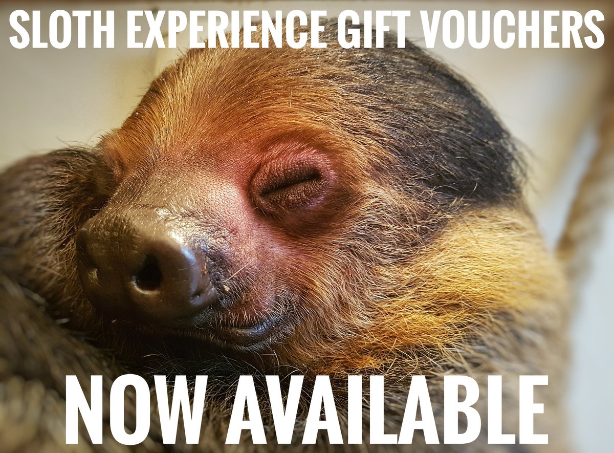 🎁🦥 A unique gift opportunity! 🦥🎁 Treat yourself or a loved one to a sloth experience at Woodside, the only place in Lincolnshire you can do them! ⌨ Get yours at woodsidewildlife.com! ⌨