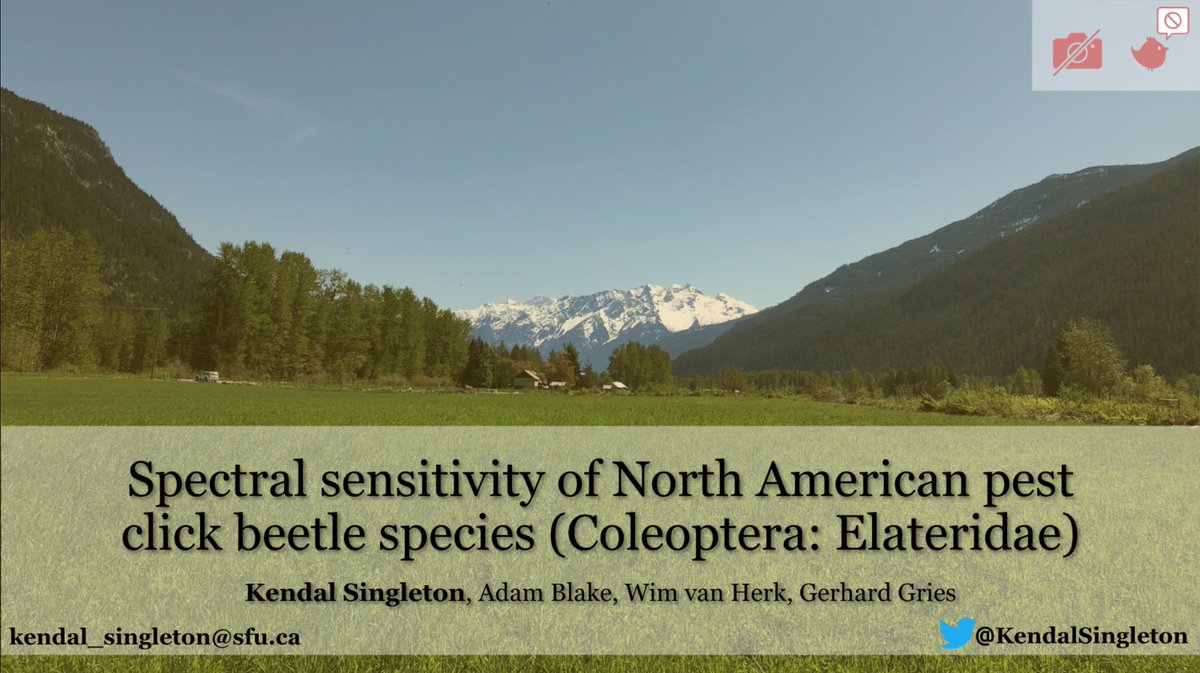 GriesLab's tweet image. Next up is @KendalSingleton. Interested in click beetles and vision? Check out her talk on the spectral sensitivity of North American pest click beetle species. cdmcd.co/b4jJDE #EntSoc20