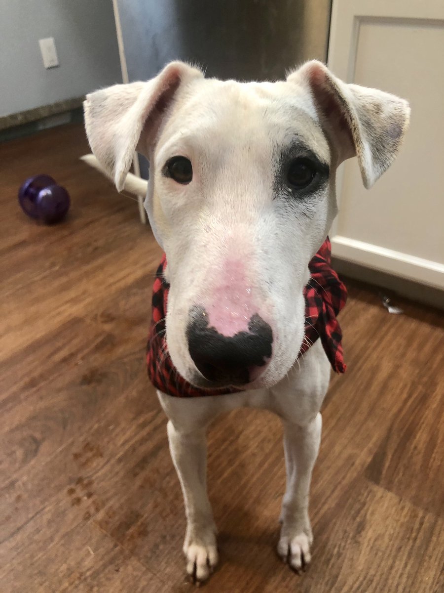 Benji needs a home! ❤️ Hes a 1yr old 35lb snuggler. Good with other dogs and cats. He is a little shy at first, but warms up to be your best friend. 
#furrytalesanimalrescue #adoptme #adoptable #bullterrier