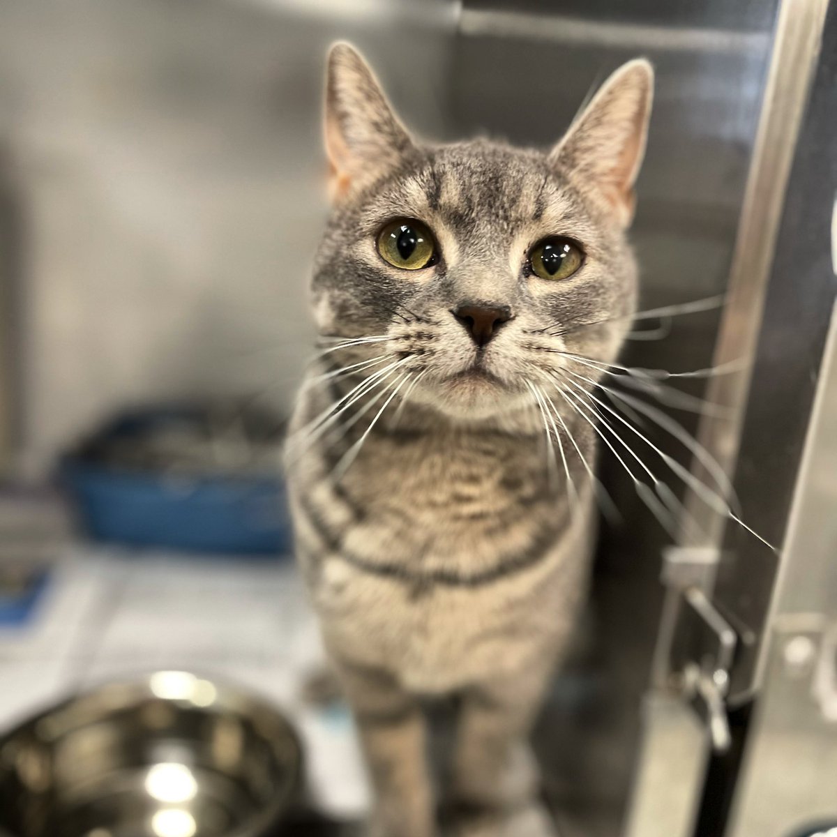 We’ve got a very pretty #FridayFeline kitty for you to meet - Tia! This gorgeous lady is approximately 10 months old, and loves gentle head pets. 😻💗

You can schedule an appointment to meet her, and her feline friends, at ProvidenceAC.org/AdoptACat! 

#adoptdontshop