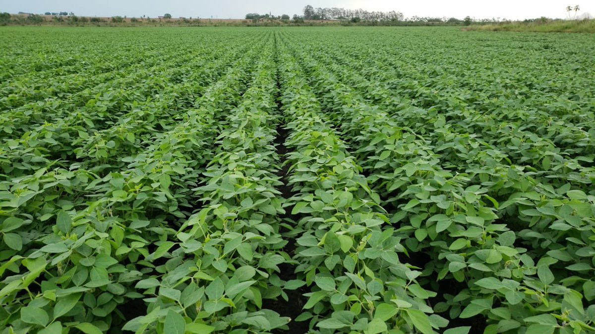 Two more days. #agro #brazil