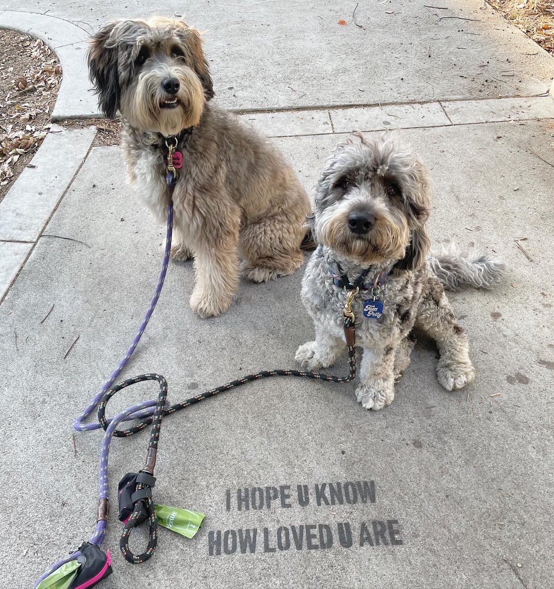 MMazzano's tweet photo. As seen on our morning walk through Studio City 😁 #YouAreLoved #dogs2020 #wutang #wutangisforever #Election2020 #dogs https://t.co/rD0nVY2Nha