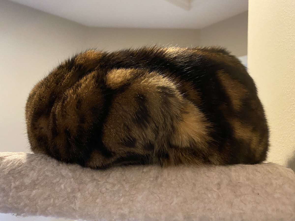 3dchrisc's tweet photo. 🍞. #catloaf #catloafing #catloaves #cat #cats #kitty #kitties #kittycat #bengal #bengalcat #bengalcats #bengalcatworld #bengalcatsofinstagram #bengalsofinstagram #neko #catto #meow #catlover #CatsOfTheQuarantine #catsofinstagram #catsoninstagram #caturday365 #CatsOnTwitter https://t.co/GCgisXu7b5