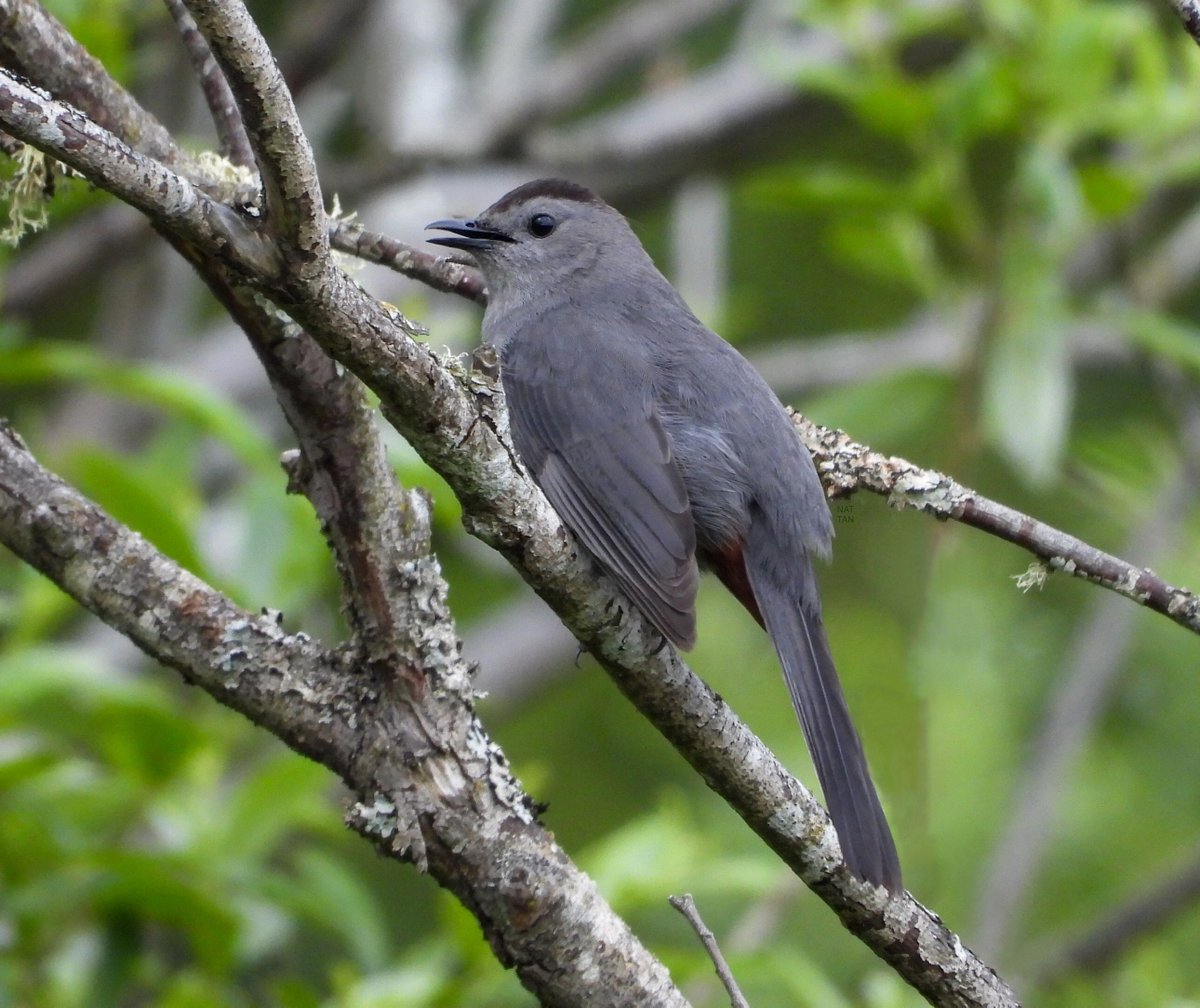 Catbird at Catbird Slough. Beautiful scenery and the wildlife greets anyone who ventures there.
-
By Nat Tan in8ure
-
#flyingfridays #pittriverregionalgreenway #pittriver #pittriverdyke  #pittmeadows #pacificparklands #palsofpacificparklands #explorebc #bcbirds #canada