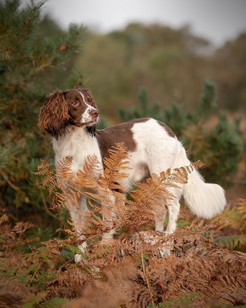 foyersphoto's tweet photo. Really enjoyed this photoshoot with Rory at Tunstall woods. Big thanks to Abi for allowing me to share
#springerspaniel_feature #springerspaniel #spaniels #springersofinstagram #spanielsofinstagram #springerspanielsofinstagram #dogsofinstagram #petsofins… https://t.co/Szv6w8CvXq https://t.co/We1T3ew9Tr