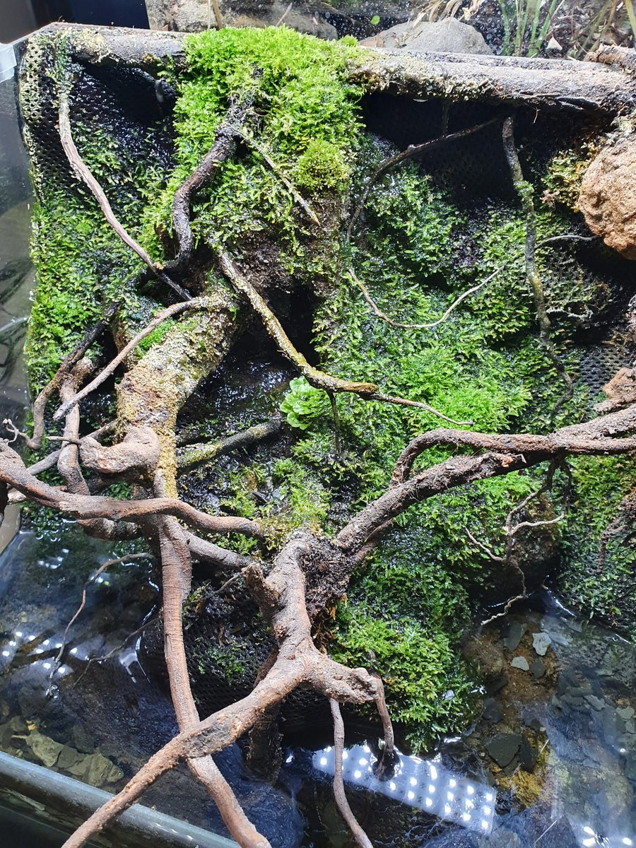 TerraristikL's tweet photo. Unser kleines #Paludarium entwickelt sich prächtig!
Bei diesem Objekt werden unsere LED Replight und ein Material namens #Hygrolon unter verschiedenen Einflüssen wie Temperatur ect. getestet. offensichtlich mit Erfolg 😎  #Terraristik #Lorica #nature https://t.co/p3hri11lfk