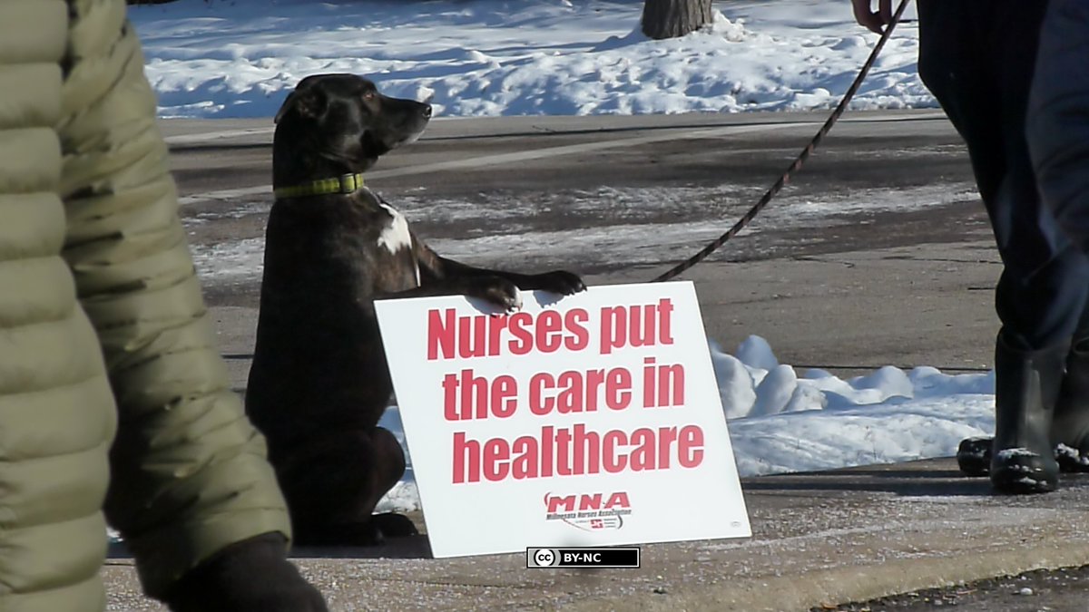 Going to soon publish the press conference from earlier this morning in St. Paul by the Minnesota Nurses Association. Demonstration was made after with people (many nurses) driving with signs and honking, social distancing. Pictured is their mascot who is a very well behaved dog.