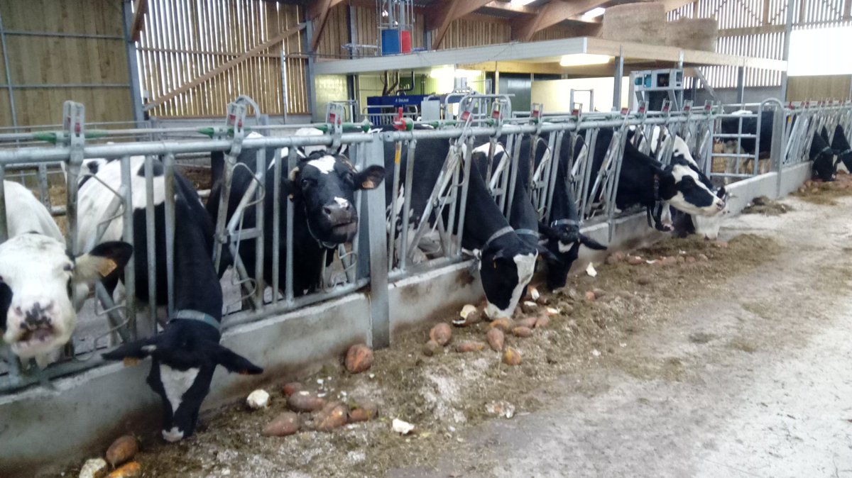paysansaturnien's tweet photo. Après l'arrachage des betteraves fourragères dimanche, aujourd'hui c'était le déterrage au moyen d'un avaleur pour assurer la conservation du tas et la propreté de l'auge. 
87 tonnes bourrées d'UF et de sucre pour régaler les vaches cet hiver et faire du bon lait bio
@c_sudraud https://t.co/q3PcJuQZ1d